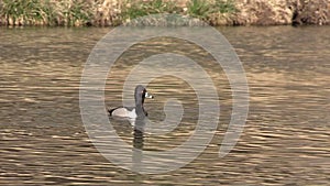 Ringneced Duck on Lake