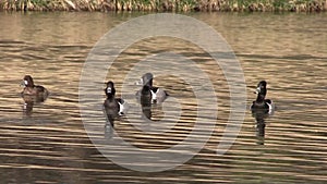 Ringneced Ducks on Lake