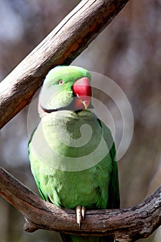 Ringneck Bird photo