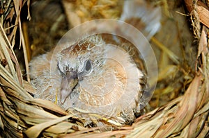 Ringneck Dove chick
