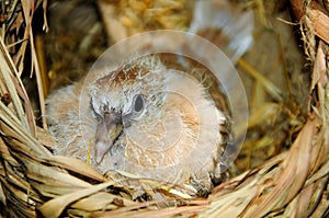 Ringneck Dove chick photo