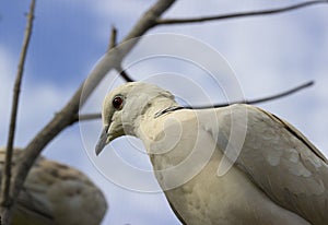 Ringneck Dove