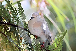 Ringneck Dove (Streptopelia roseogrisea)