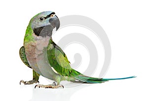 Ringneck parakeet on a white background