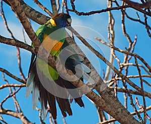 Ringneck Parrot photo