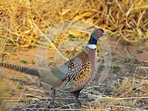 Ringneck Pheasant photo