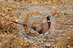 Ringneck Pheasant photo