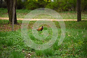 Ringneck Pheasant Phasianus colchicus