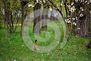 Ringneck Pheasant Phasianus colchicus