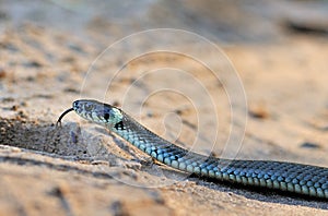 Ringneck snake