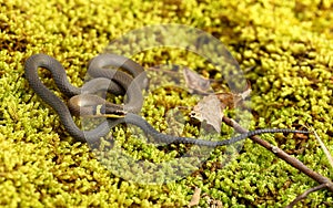 Ringneck Snake photo