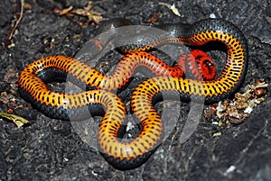 Ringneck snake shows its belly as a threat display