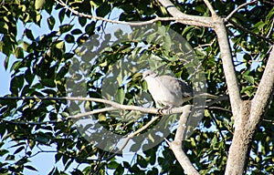 Ringnecked dove isolated in the sun