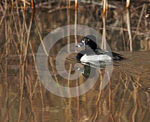 A Ringnecked duck swimming
