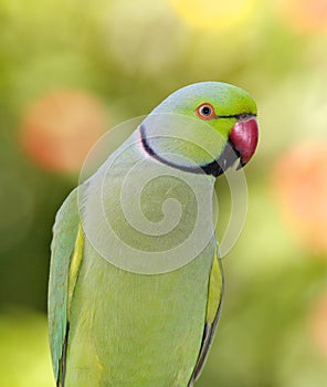 Ringnecked Parakeet