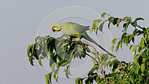 Ringnecked Parakeet