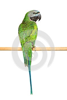 Ringnecked Parakeet on white background