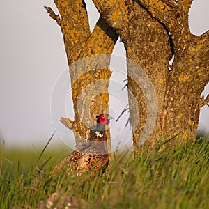 Ringnecked pheasant male, Phasianus colchicus