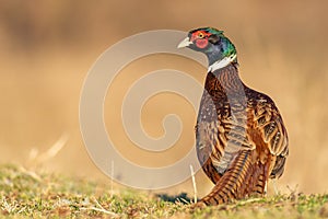 Ringnecked pheasant male, Phasianus colchicus, in beautiful light