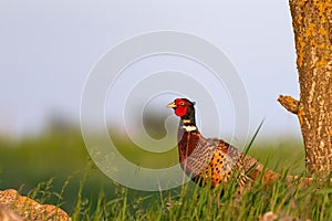 Ringnecked pheasant male, Phasianus colchicus, in grass on a beautiful sunlight