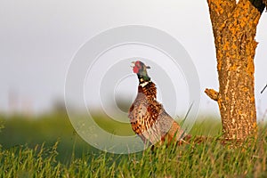 Ringnecked pheasant male, Phasianus colchicus, in grass on a beautiful sunlight