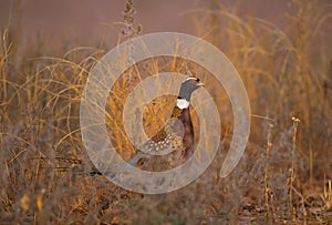Ringnecked Pheasant Rooster