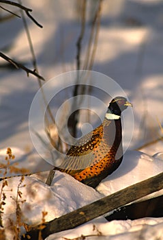Ringnecked Pheasant Rooster