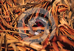 Ringnecked Pheasant Rooster