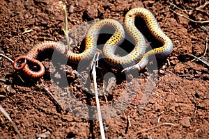 Ringnecked snake