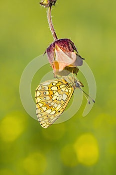 Ringoogparelmoervlinder, Bog Fritillary, Boloria eunomia