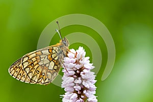 Ringoogparelmoervlinder, Bog Fritillary, Boloria eunomia