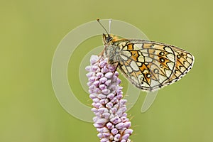 Ringoogparelmoervlinder, Bog Fritillary, Boloria eunomia