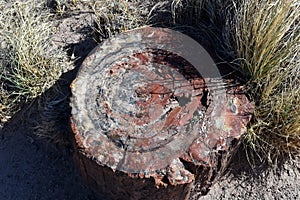 Rings as Seen in a Petrified Log Slice