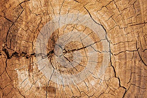 Rings on the cut of the tree trunk. Natural wood texture with cracked surface. Close up. Wood with cracks. Wooden surface with