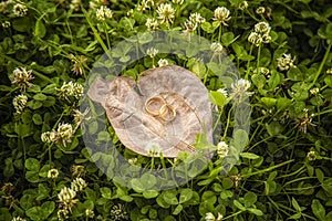 Rings On a Leaf photo