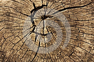 Rings in old dried tree stump