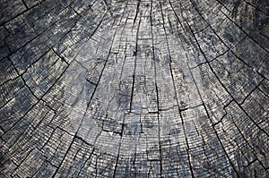Rings in old dried tree stump