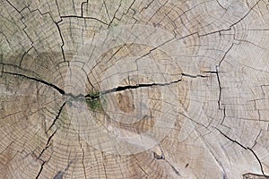 Rings of an old tree