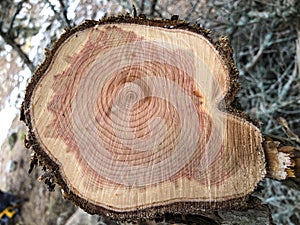Rings, patterns, lines and a precious variety of juniper wood