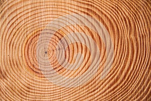 The rings of the pine tree