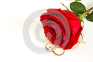 Rings and Roses