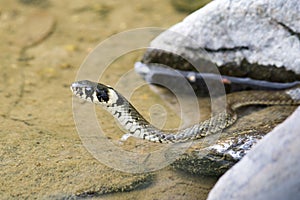 Ringsnake (Natrix Natrix)