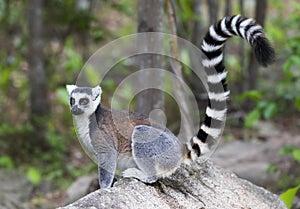 Ringstaartmaki, Ring-tailed Lemur, Lemur catta