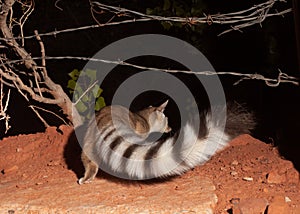 A ringtail cat is going under a barbed wire fence