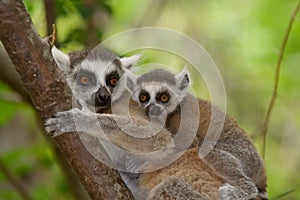Ringtail Lemur