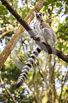 Ringtail Lemur