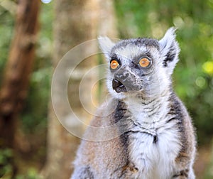 Ringtail Lemur