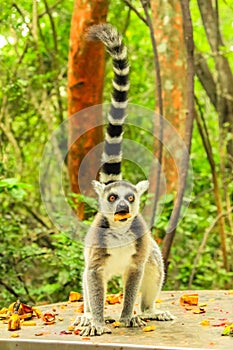 Ringtail Lemur of Madagascar vertical