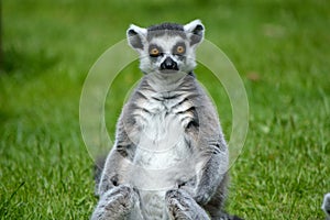 Ringtail lemur from Newquay Zoo.