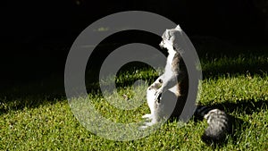 Ringtail lemur sunbathing in a natural park